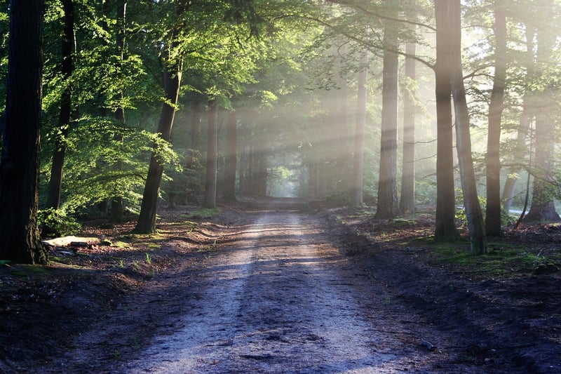 Moss Glen Forest