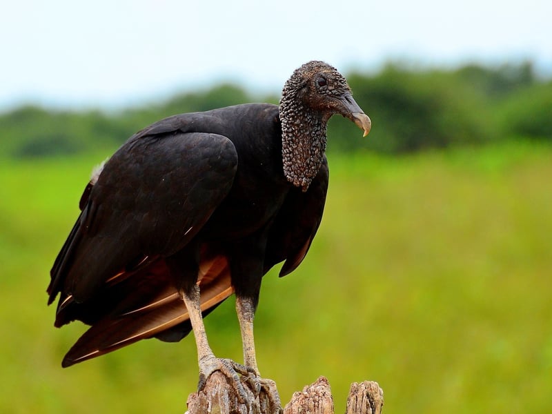 The Pantanal, Brazil
